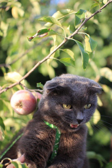 Отдам кошку в добрые руки