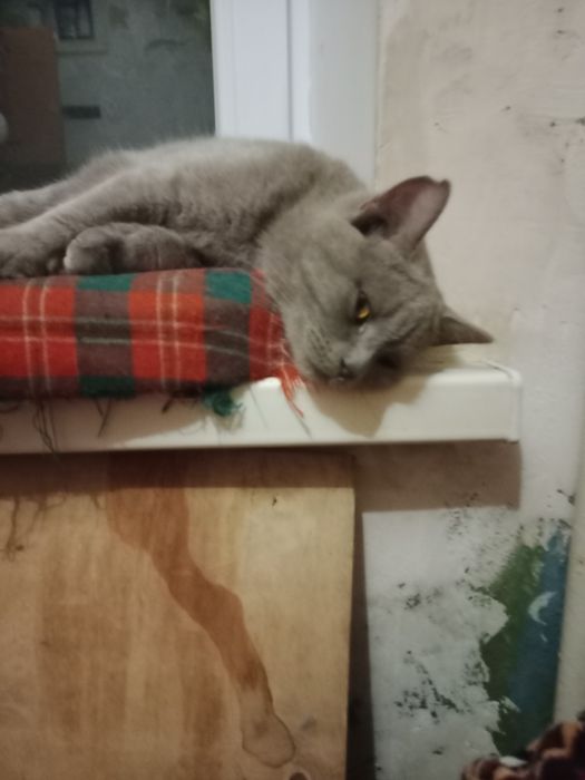 Котик британец кастрированный в добрые руки