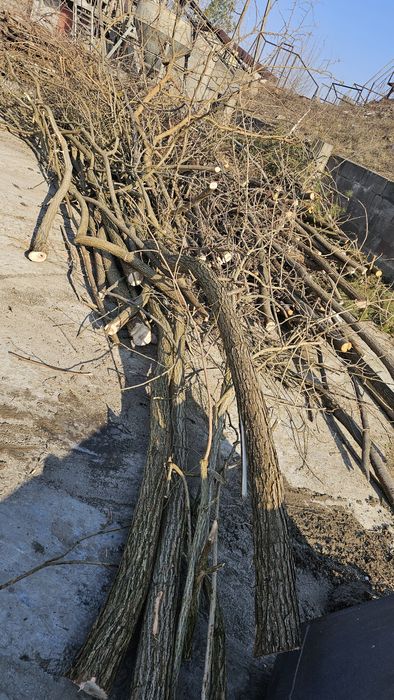 Oddam opal gałęzie palety