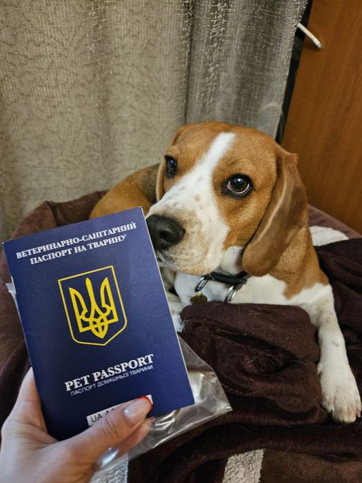 Ветеринар на дом, консультация, лечение животных, вакцинации, чип,