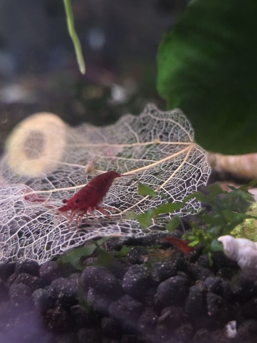 Czerwone krewetki neocaridina bloody mary