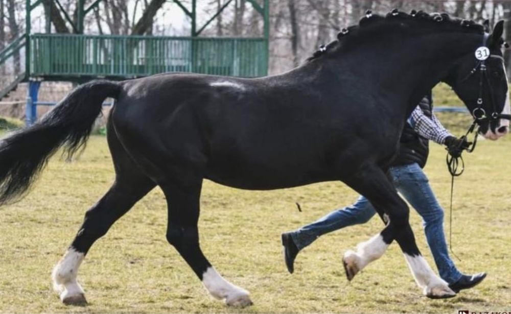 Stanowka ogierem śląskim Aromat