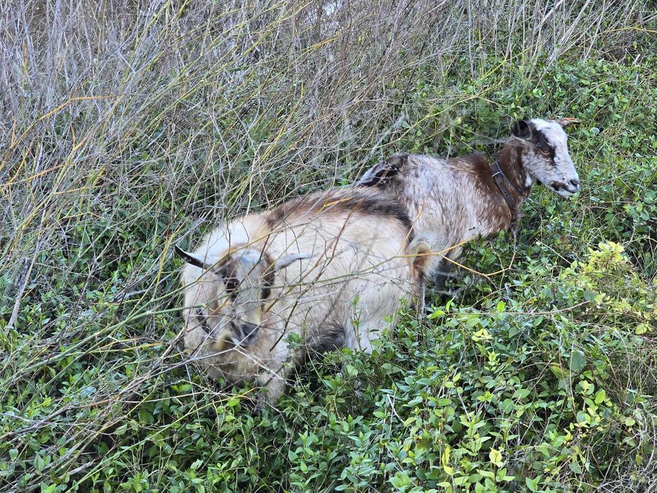 Bode raça Serpentina de reprodução