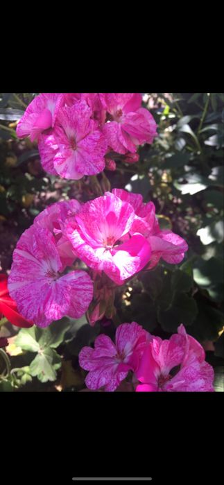 Квіти для душі і радості