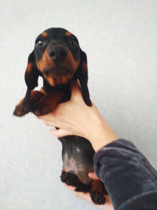 Аліментний хлопчик карликових такс