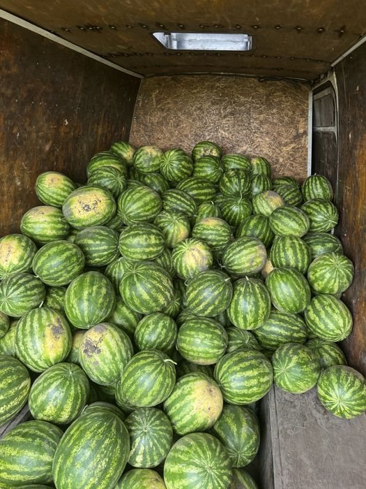 Продам арбуз оптом с поля
