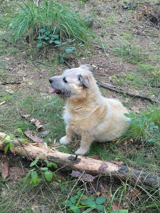 Uwaga! Zaginął pies!