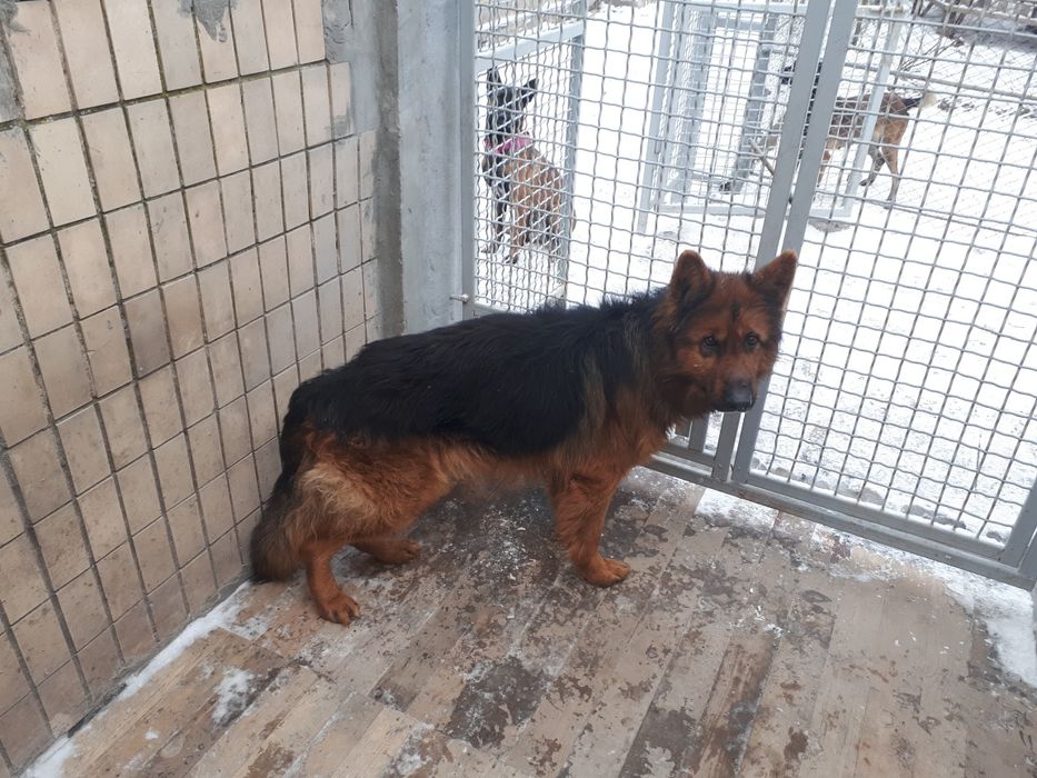 Німецька Вівчарка