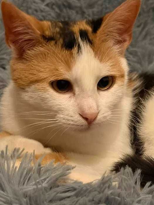 Cudna tricolorka Stella do adopcji