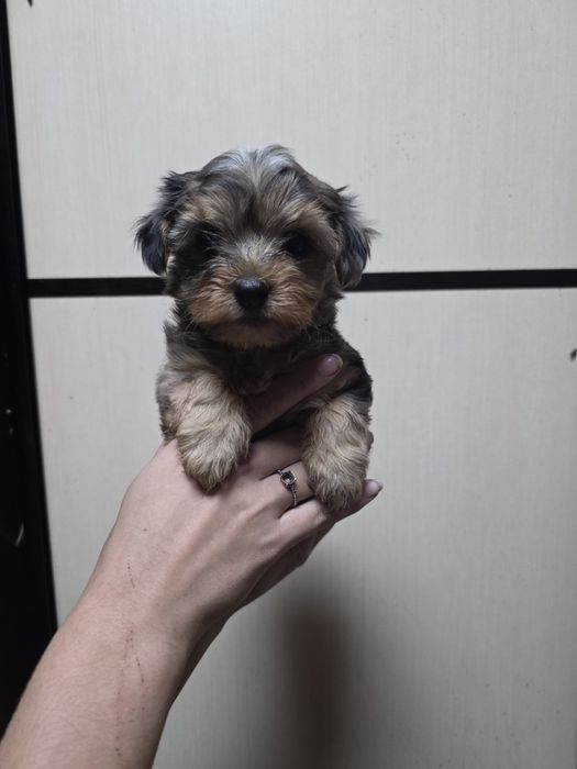 Мраморный мальчик мальтипу