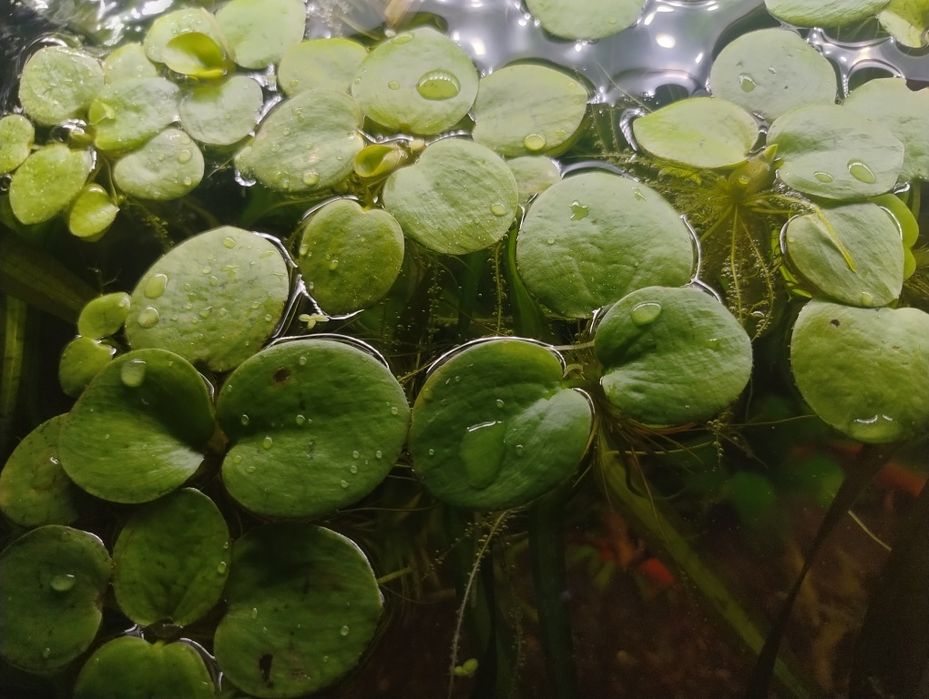 Limnobium gładkie