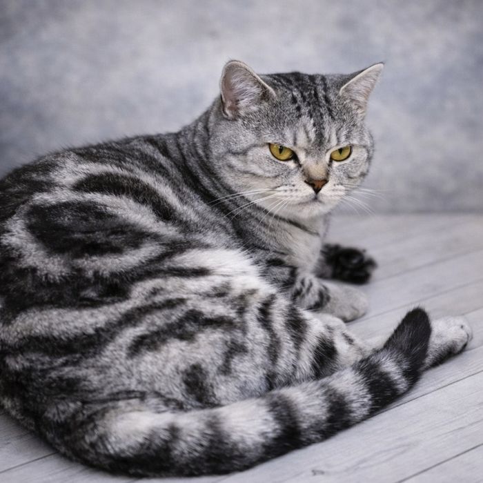 Шотландські кошенята (Scottish Fold / Straight)