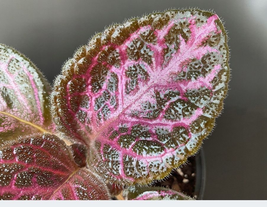 Rośliny do terrarium i paludarium – Alocasia Aurea Variegata, Episcia Magma