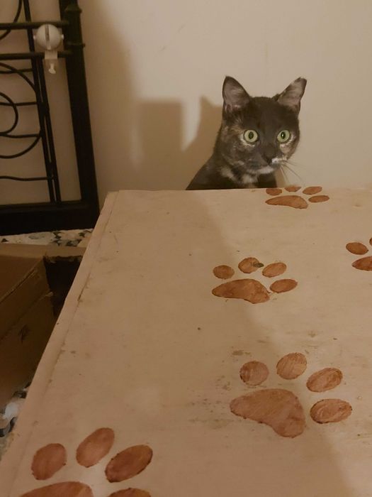 Gatinhas precisam de uma família para sempre!