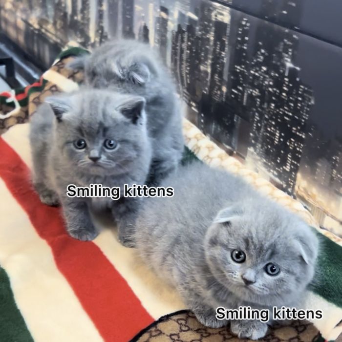 Розкіш в кожній деталі