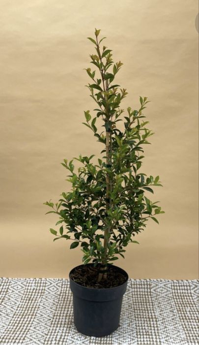 Planda sebe eugenia