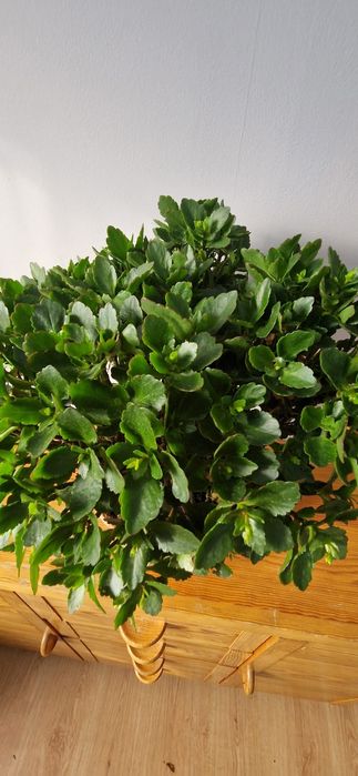 Kalanchoe-Red Orange