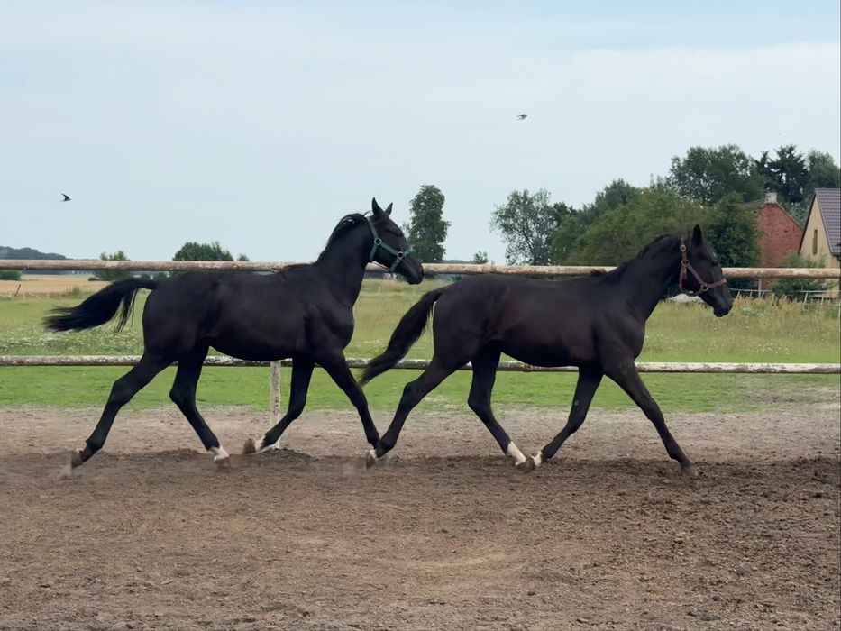 Ogierek Dragon po Parametrze