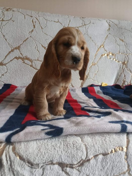 Suczka Cocker Spaniel Angielski