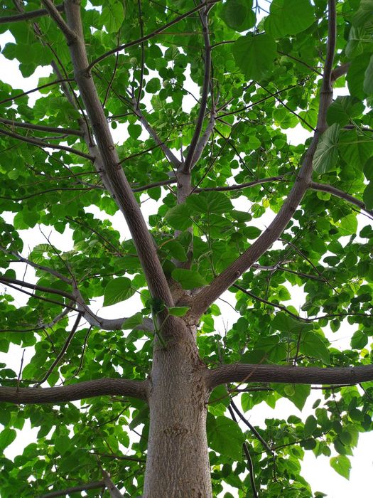 Sadzonki korzeniowe paulownia Hybryda 9503 oxy drzewo tlenowe - 5 szt