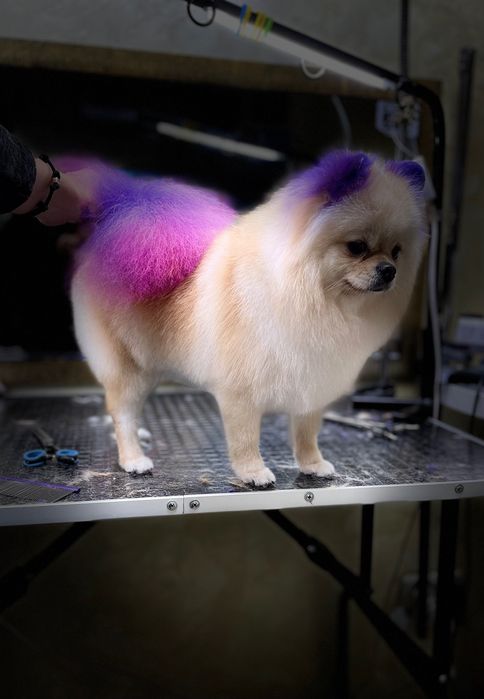 Стрижка тварин.Вичес котів.Грумінг. ЗооВетСіті