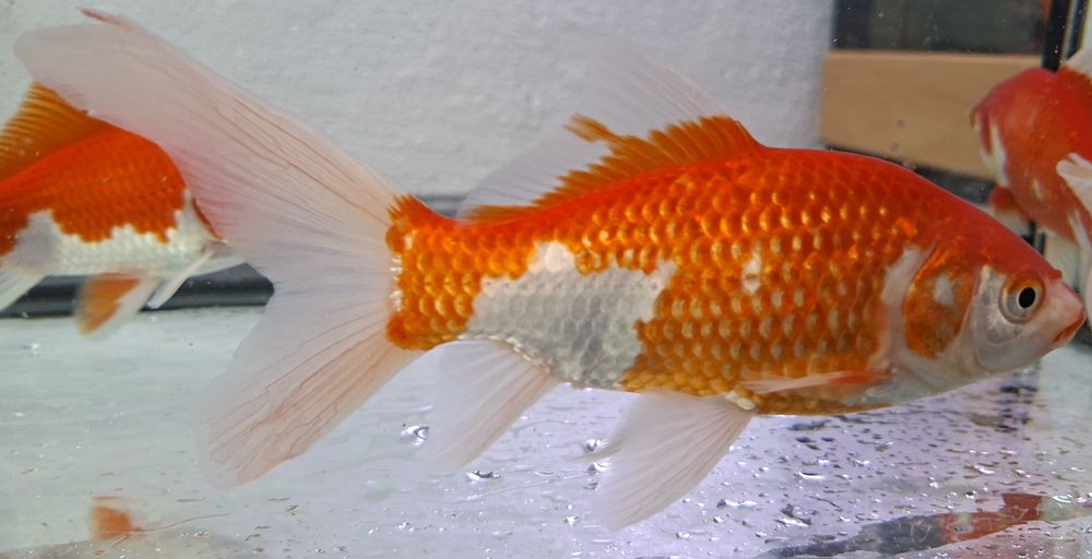 Cometas Goldfish Sarasa XL Para Lago ou Aquário grande