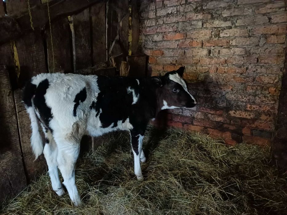 Продам дві телиці