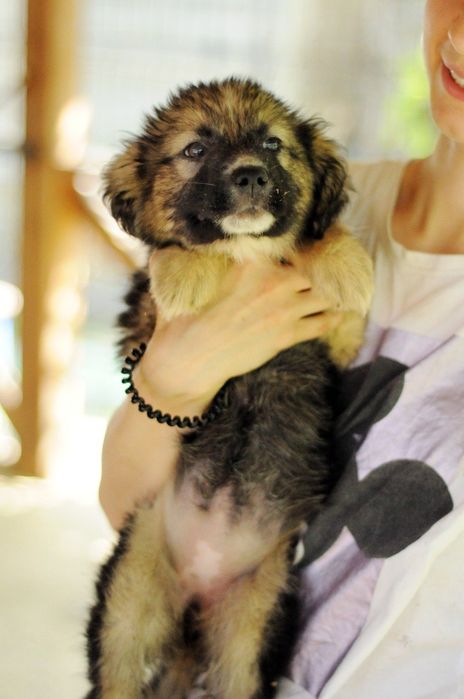 Щенятко Асті шукає дім