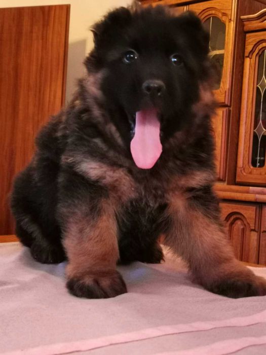 owczarek niemiecki piesek