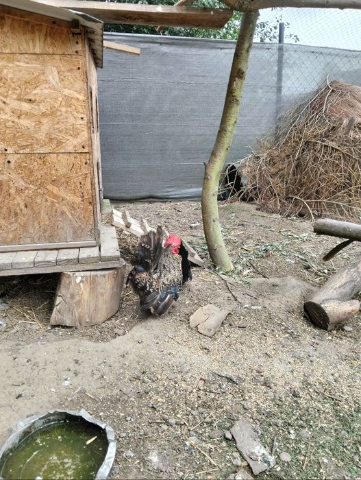 Młode kury i koguty chabo