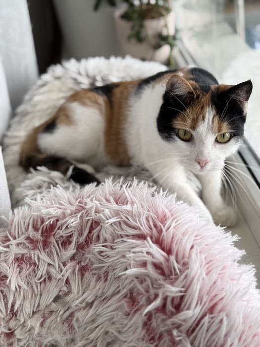 Кішка шукає сімʼю