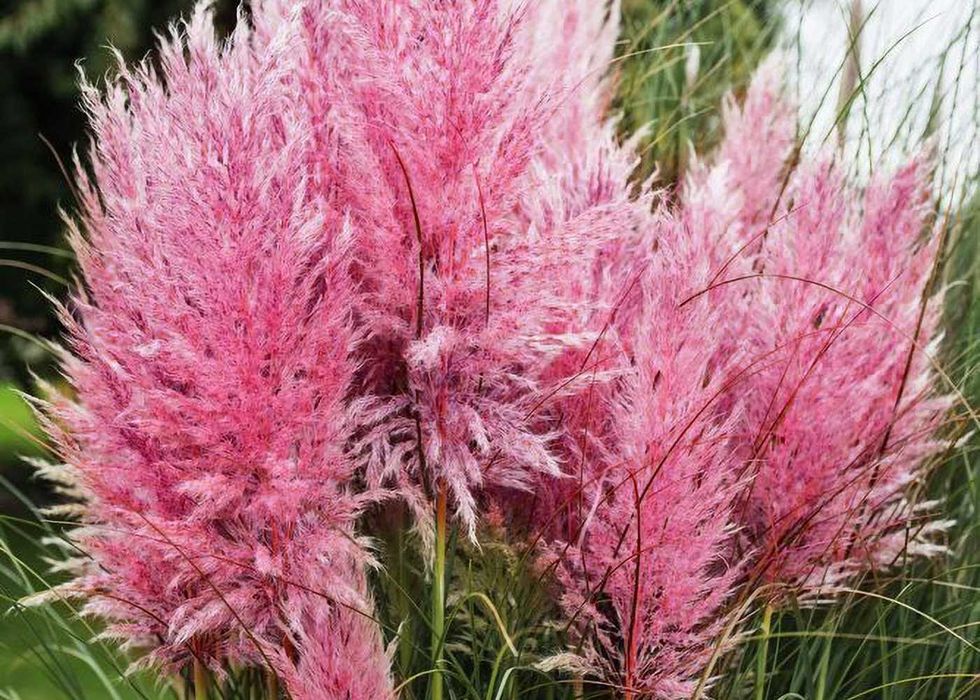 Trawa pampasowa różowa -PRODUCENT traw Flora Szczecin Bezrzecze