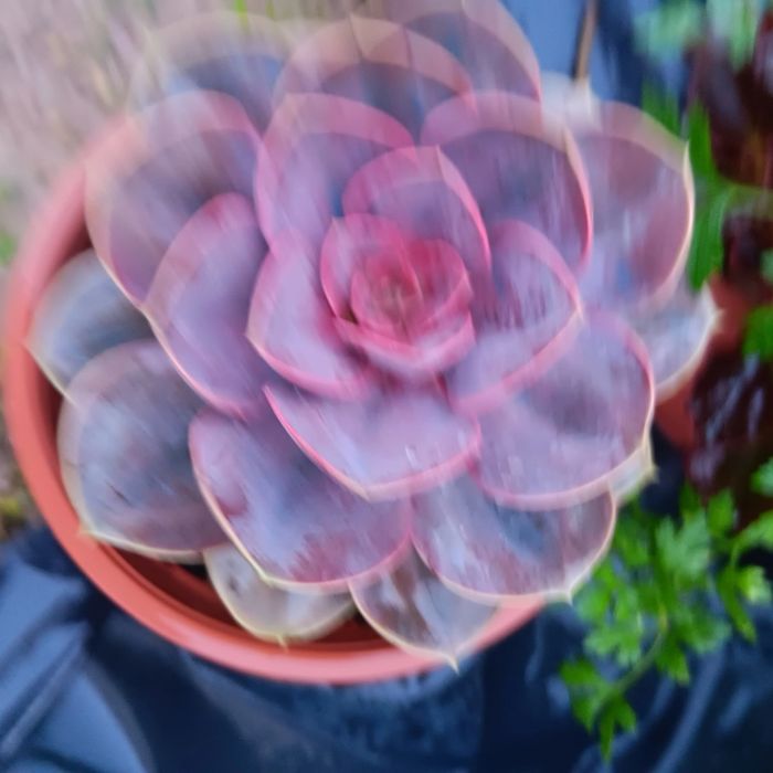 Plantas para jardins