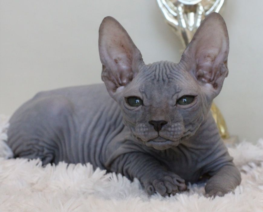 Кошеня Донського сфінкса
