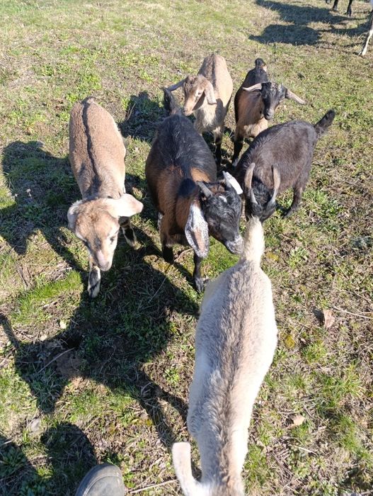 Кози кізоньки % нубійки