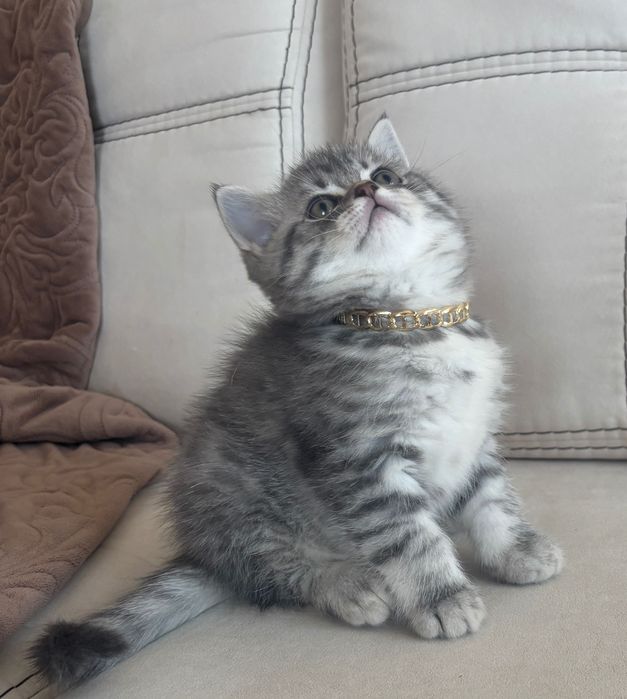 Британський котик.