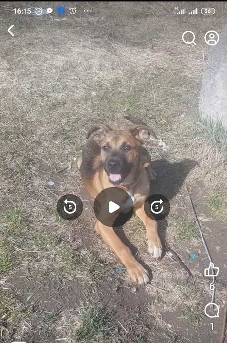 Молодий помісний Амстафф