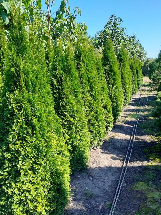 Tuje, Thuja szmaragd 110,130,150,180,200cm PRODUCENT