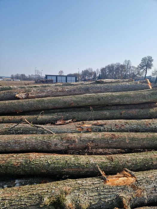 Sprzedam drewno wiąz