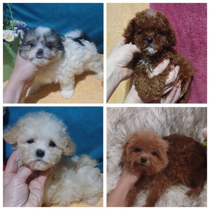 Мальтипу 3 окраса и Той пуделя мини до 24 см будут .