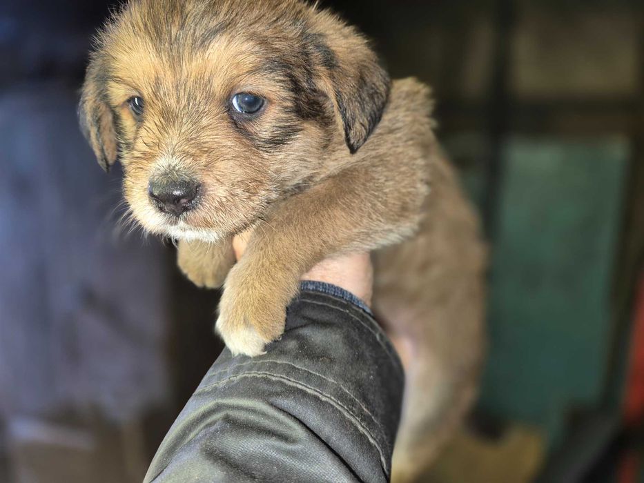 Oddam śliczne  szczeniaczki w dobre ręce!