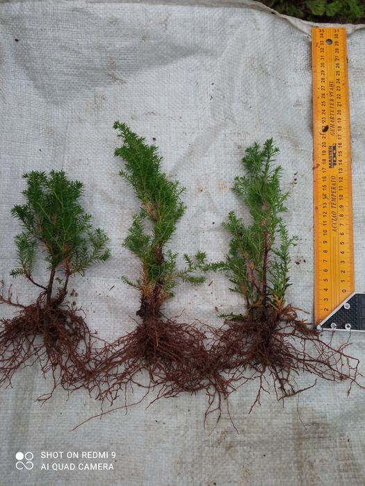 Продам Туя Ельвангера