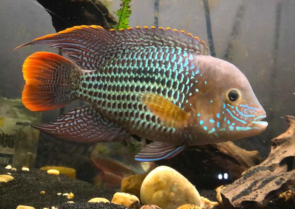 Andinoacara rivulatus Akara Pomarańczowopłetwa