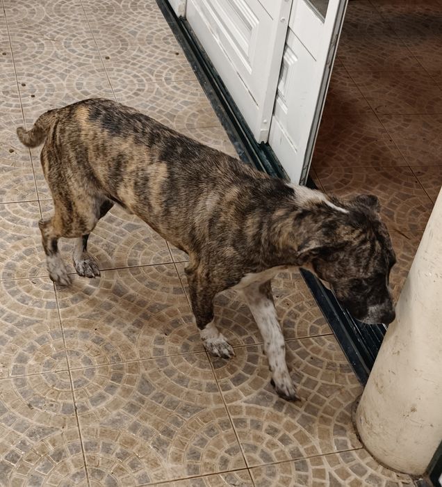 Cão ( x bull Terrier )
