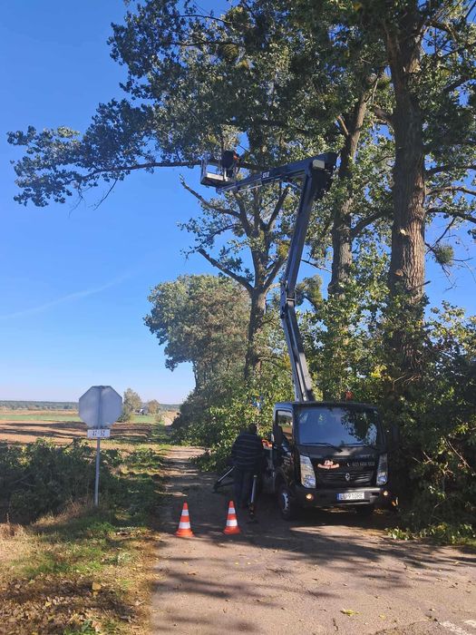 Wycinka, podcinka drzew