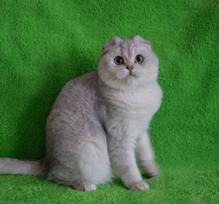 Вислоухий кот вязка