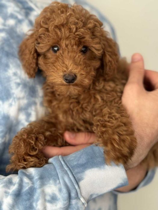 Toy Caniche Macho Menino Disponível