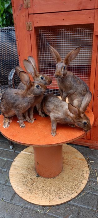 Króliki zajęczaki machoniowe