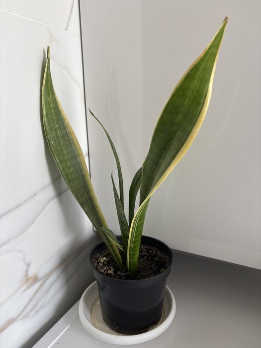 Sansewieria Gwinejska