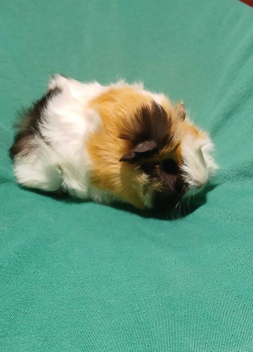 Морська свинка, розетка